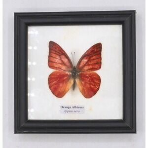 Rare Orange Albatross Butterfly Display (Appias nero)